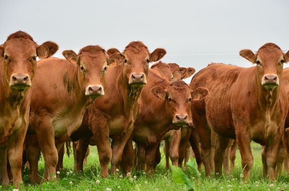 Viande bovine: Bruxelles refuserait le stockage privé et l'aide humanitaire